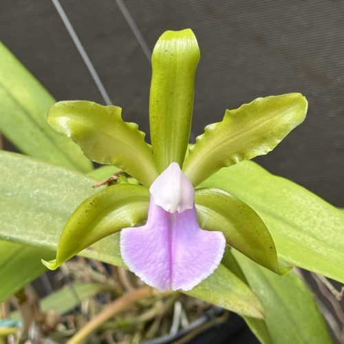 01B24FDA-6625-47E0-96A7-5163B86A7302_1_105_c