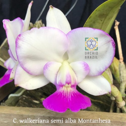 032B8F47-5254-4FE6-9C7A-E8ECE69CB89F_1_105_c