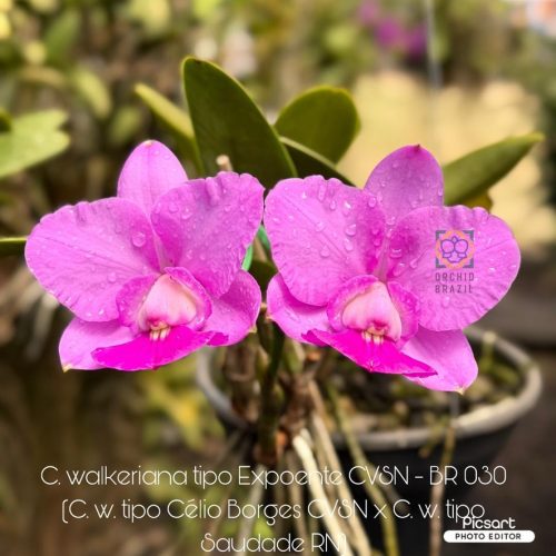 05333B2B-E6A3-4574-8C72-1B901559B89D_1_105_c