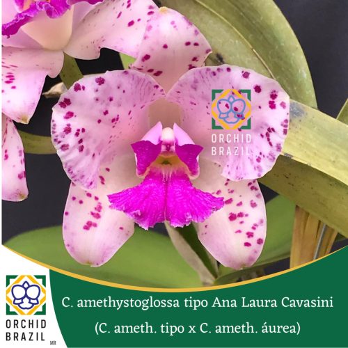 07831B1D-623C-4004-8801-AD80BF5E7070_1_105_c