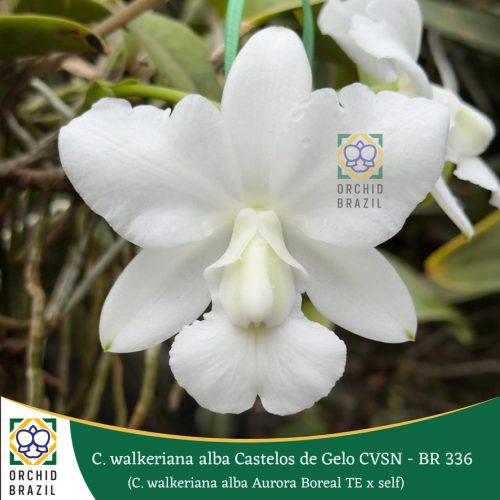 08AE7DCF-C9B3-439B-BD71-30ABEEF3DCEA_1_105_c