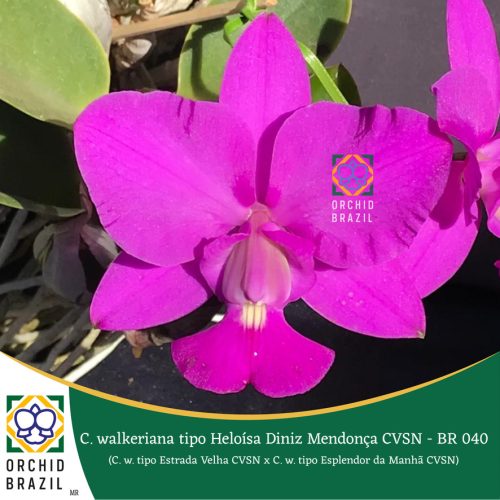 094ABE04-08C1-464E-9F99-FACF03D8609A_1_105_c