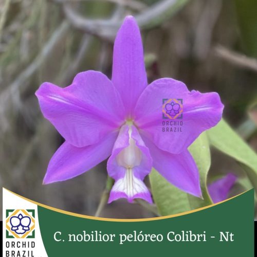 1AE52384-087E-4AB5-B8B1-8762BBFE4E60_1_105_c