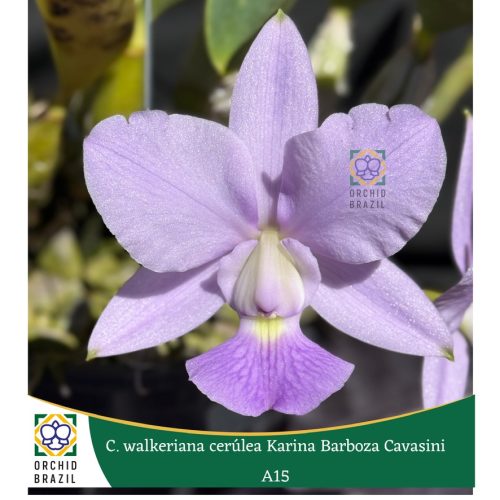 2277954B-A4B4-479B-897A-44CDEB64FF0E_1_105_c