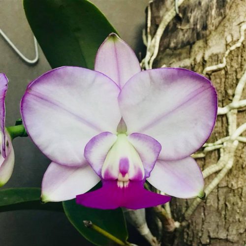 31292785_1593746824054155_4134026242829582336_n