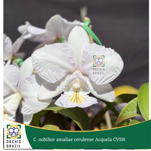 38435B05-02D4-4D33-BF1F-2BC69B75BCA5_1_105_c