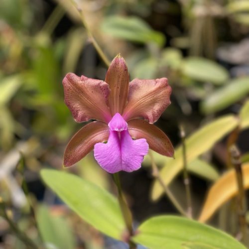 4096B69E-BE7A-4696-99B4-91A8EE9BDD6C_1_105_c