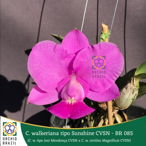 54B5F0E6-E487-48D5-B8AB-A644C86BC890_1_105_c