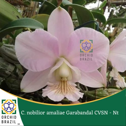 5AA1FD23-7263-45B7-9DD1-B4849CB92B93_1_105_c