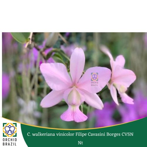 64A2308C-CEE2-4B21-BE8B-B0BB378DB17A_1_105_c