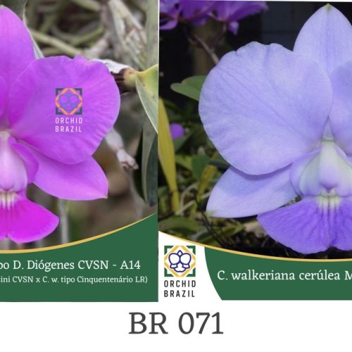 67A6DD28-D12B-426B-989F-2278A2B498BE_1_105_c