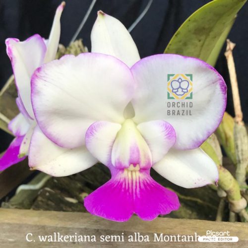 691D7E6D-1CB6-4B72-89BE-605FC8043962_1_105_c