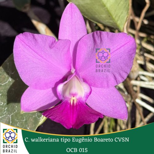 6ABA6171-BD42-49D5-A25C-61BB4150C3A5_1_105_c