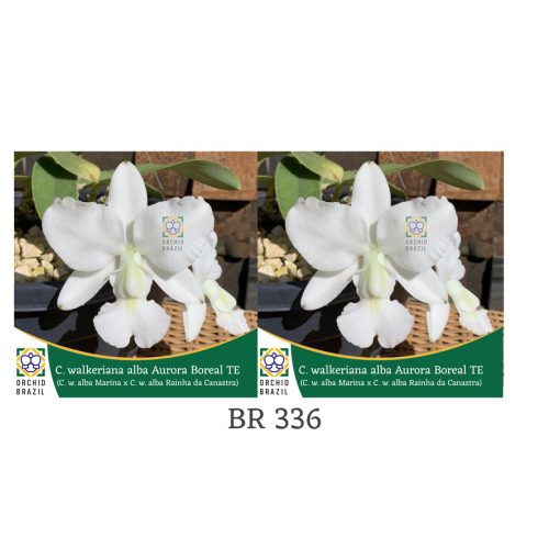 6B4D232F-A4CF-4683-A66B-02BC3D29C6FF_1_105_c