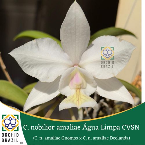 73479FF9-3B4A-44BB-A588-16BDA5E034FA_1_105_c