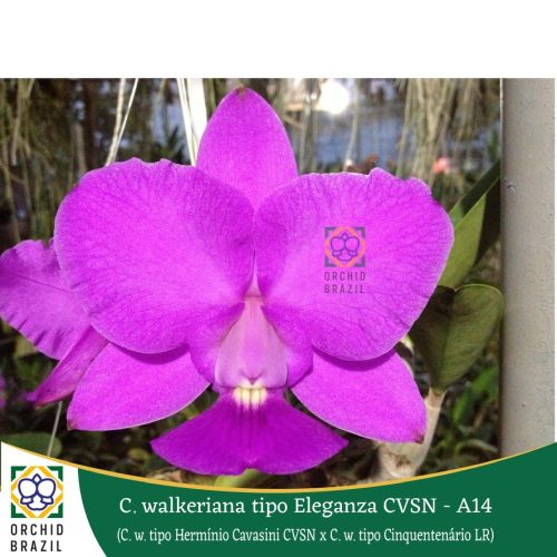 7526F9B1-8335-4480-A942-29F550D61992_1_105_c