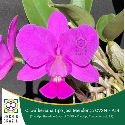 770E80E1-B902-4BA5-87CB-67648B998D05_1_105_c