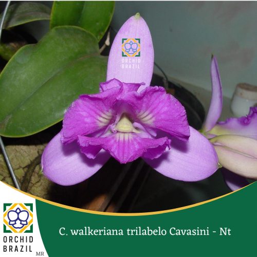 7B423EF6-37E7-4B1D-80E5-3630C186AA35_1_102_o