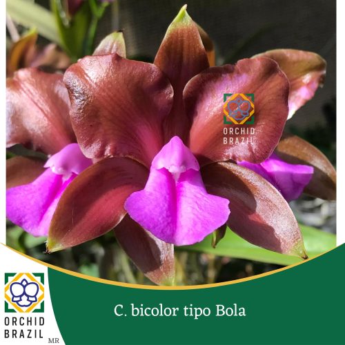 80D03505-B4B7-4A57-84FC-B5AB84AC8032_1_102_o