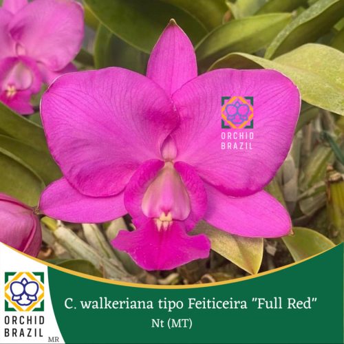 81434B20-23AD-4555-B4D7-F4844CC915CF_1_105_c