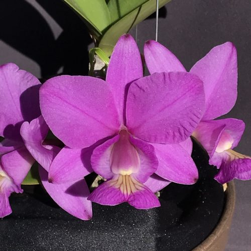 86D6399B-D7DB-4E5D-9B21-850637A168AD_1_105_c