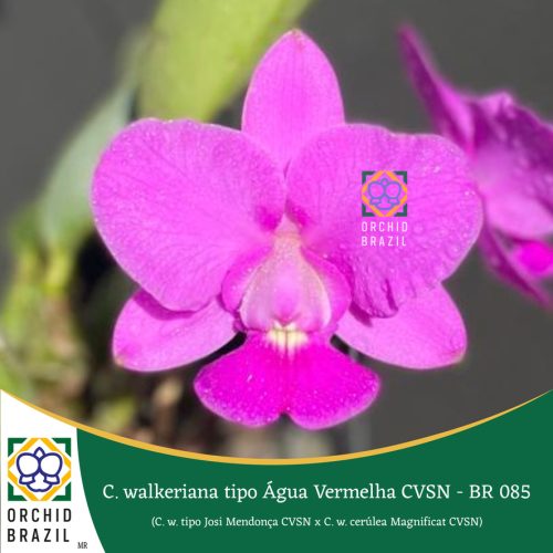 8759943B-F4C7-4A62-B53C-9264E65E0208_1_105_c