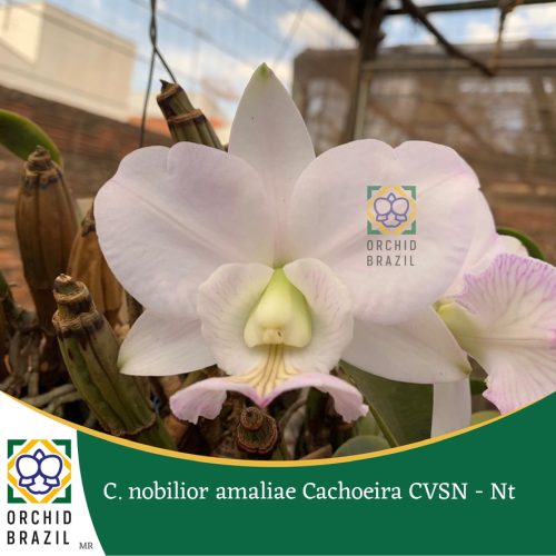 C. nobilior amaliae Cachoeira - Nt
