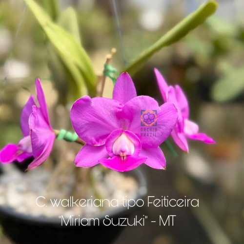 91E03699-2232-45A9-8443-2B8D4D049BFB_1_105_c