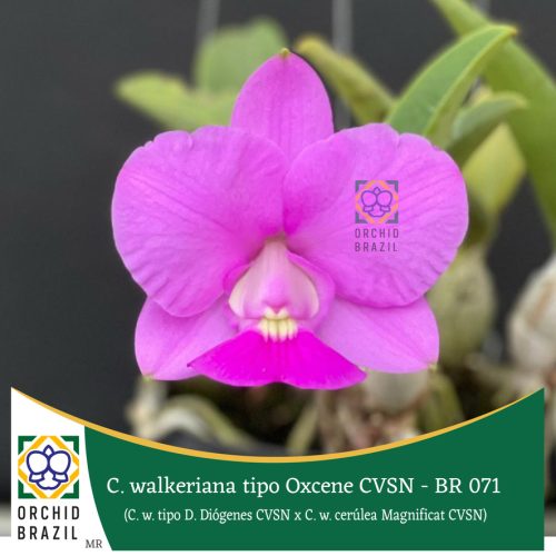 C. waleriana tipo Oxcene CVSN - BR 071