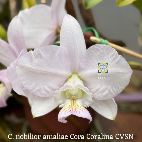 C. nobilior amaliae Cora Coralina CVSN
(C. n. amaliae Elias Donato x C. nobilior amaliae Perfection)