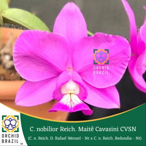 9C56507B-0660-43E6-9EF6-E742A51641AD_1_105_c