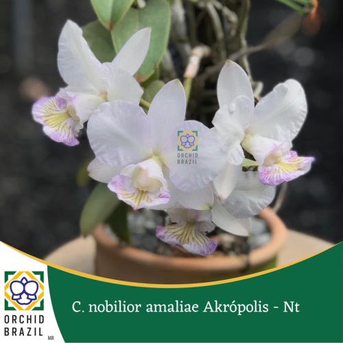 9EA7ED98-F758-482F-A2E9-45442838F271_1_105_c