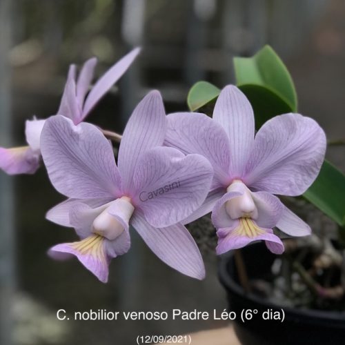 A131EA17-0C49-470C-9425-9E00A7173E1A_1_105_c