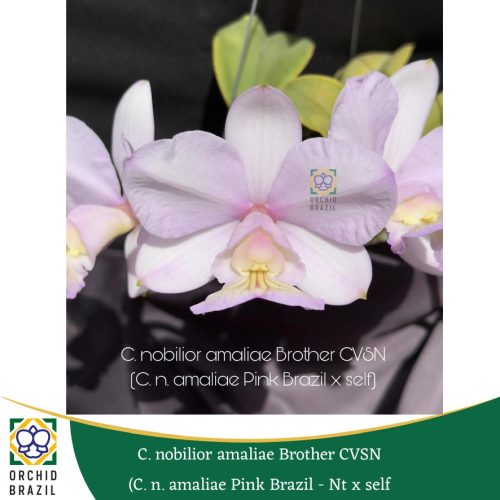 A349327B-C799-4D64-81E4-8329EEA8B84D_1_105_c