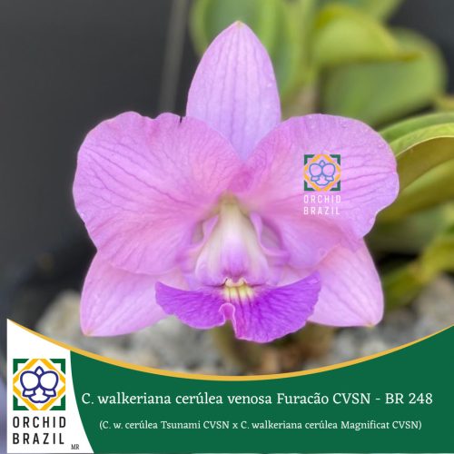 A5EFB365-D67C-4845-90A9-0F275EC09352_1_105_c