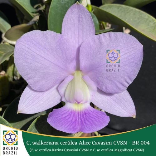 ADC4CD3D-FB27-4DDA-B383-51B0F562921E_1_105_c