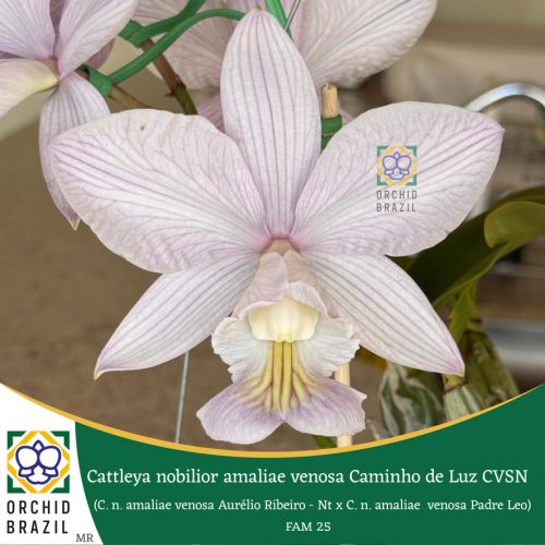 B069026B-740D-4046-85EC-83CF27C04720_1_105_c