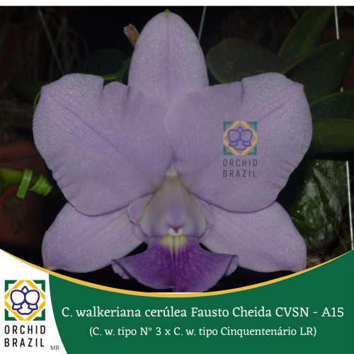 B79557A1-C419-4D38-9642-DC293B2B848B_1_102_o