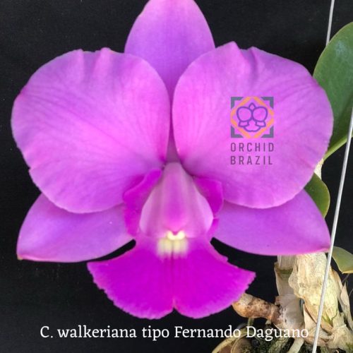 BCED0D69-B556-41D9-87A5-E607C04424CD_1_105_c