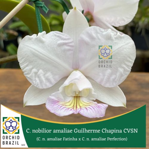 C. nobilior amaliae Fatinha - Nt x C. nobilior amaliae Perfection