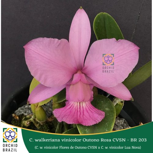 CEE60861-A5AF-4A73-A236-8FAAE7ECC549_1_105_c