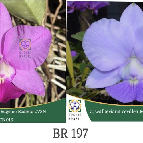 CF0C689A-4550-4B16-BCF8-F8720FA145C3_1_105_c