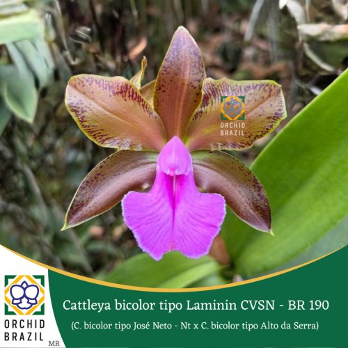 D419E6D8-20D0-4591-A9CF-019A18D768FA_1_105_c