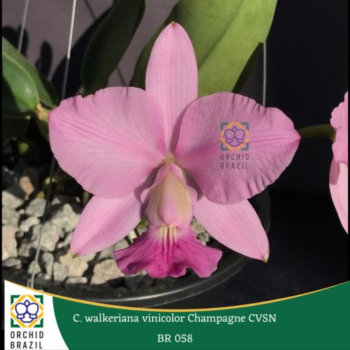 D8C94B53-E3E3-4039-B5BA-7341018FF8B1_1_105_c