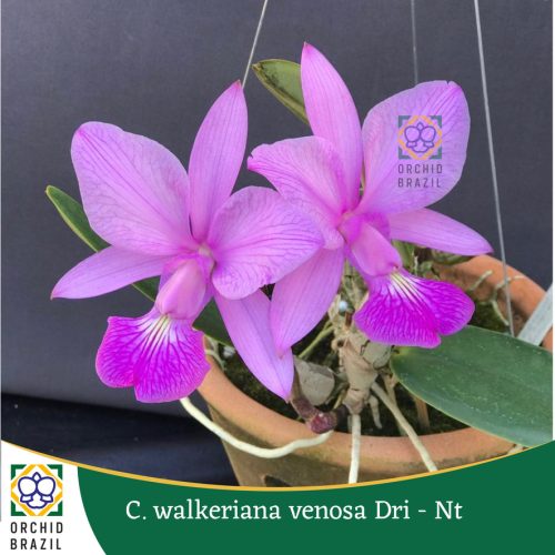 E5839DA7-D6D7-4994-8902-9CBB81590433_1_105_c