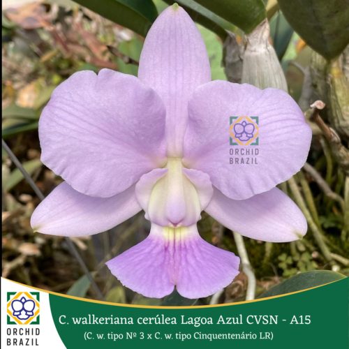 F17D2CFF-0F02-4D68-B2D7-3ECC24A4F5B6_1_105_c