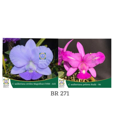 F61D506A-DB13-4CD9-8E1E-4CC553A60722_1_105_c