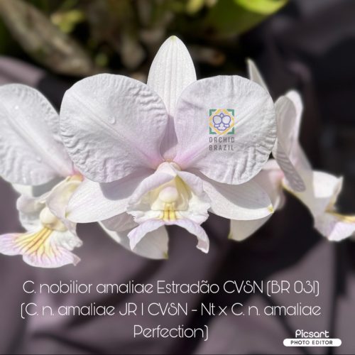 C. nobilior amaliae Estradão CVSN
(C. n. amaliae JR I CVSN - Nt x C. n. amaliae Perfection)