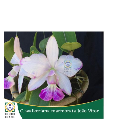 F82CDE68-A311-4734-93BB-6CF335FF52EC_1_105_c