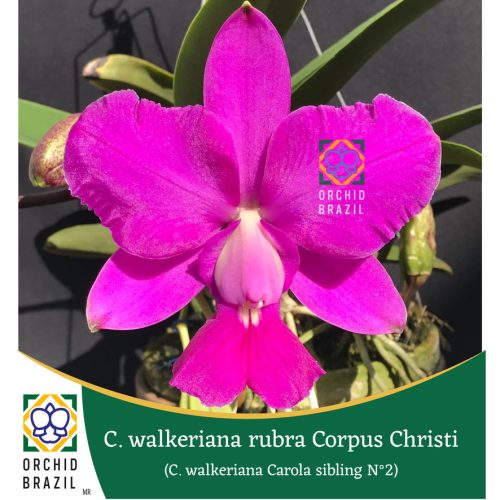 FF281078-BAE1-4FAA-A566-8536CBA10B24_1_105_c